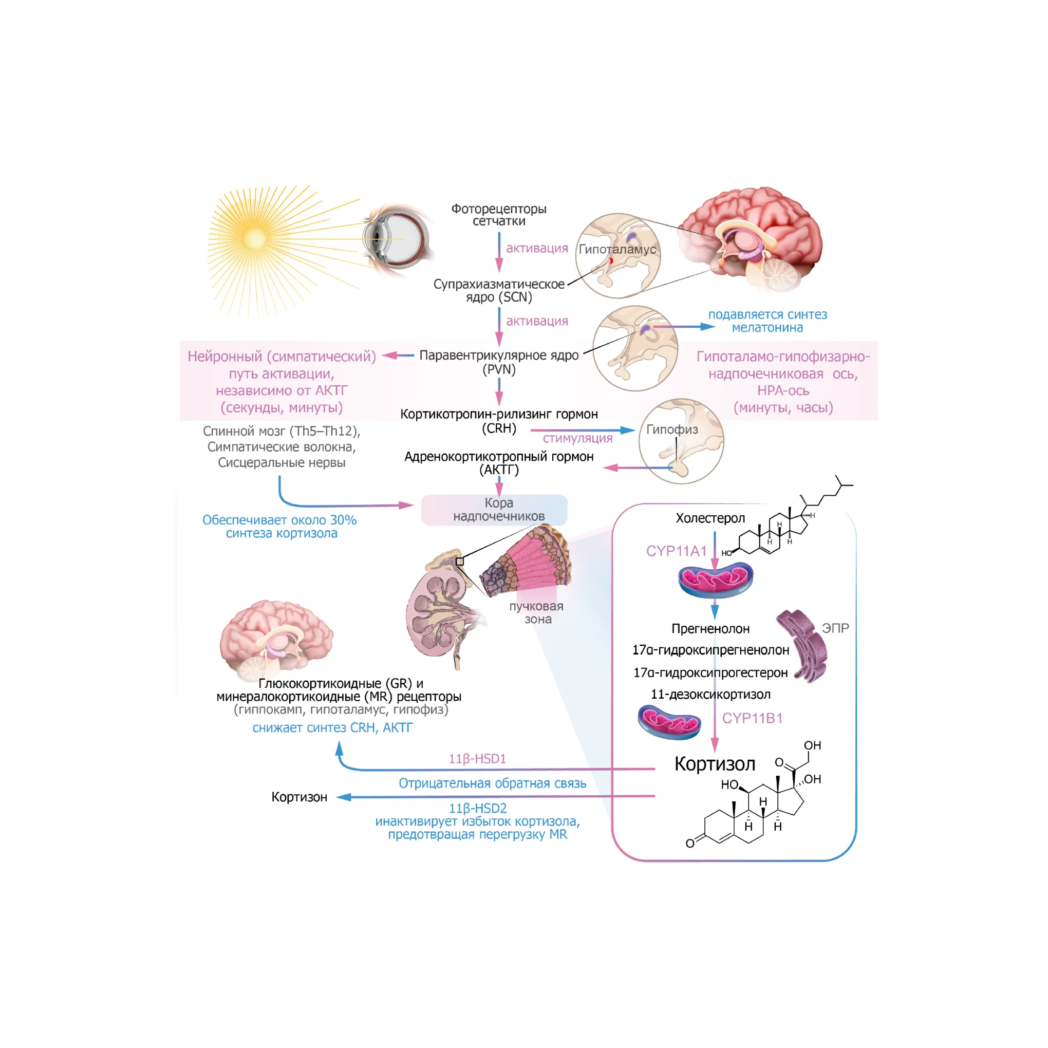 Кортизол иллюстр.png