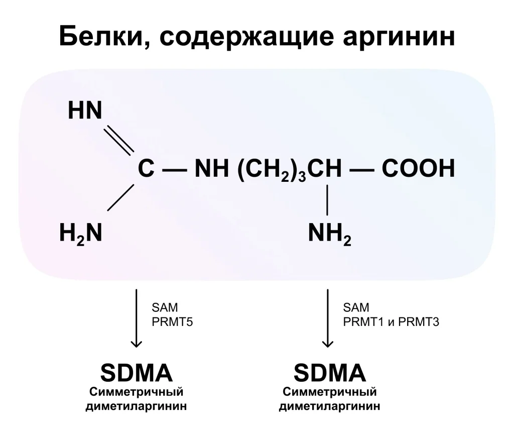 АДМА2.jpg АДМА2.jpg