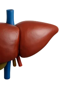 Правая половина печени