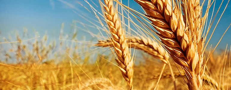 Аллерген: Пшеница (Triticum sativum) IgE, G15