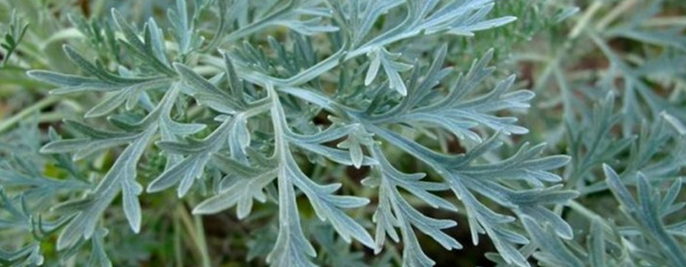 Аллерген: Полынь горькая (Artemisia absinthum) IgE, W5