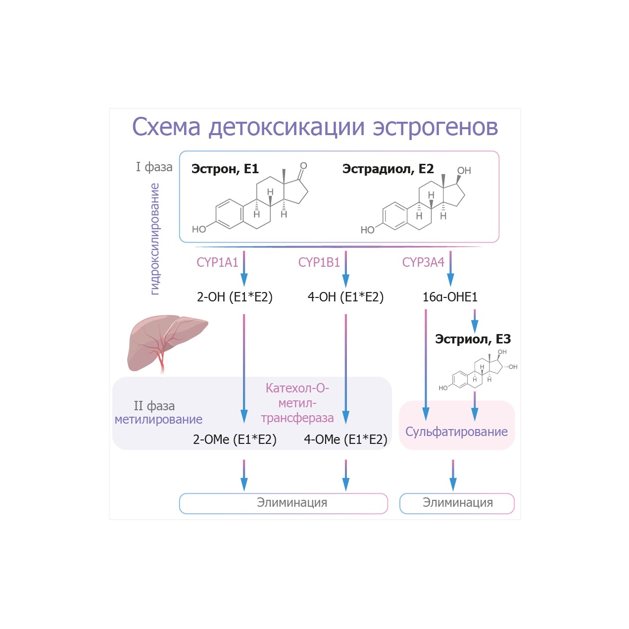 estro_pic (3).jpg estro_pic (3).jpg