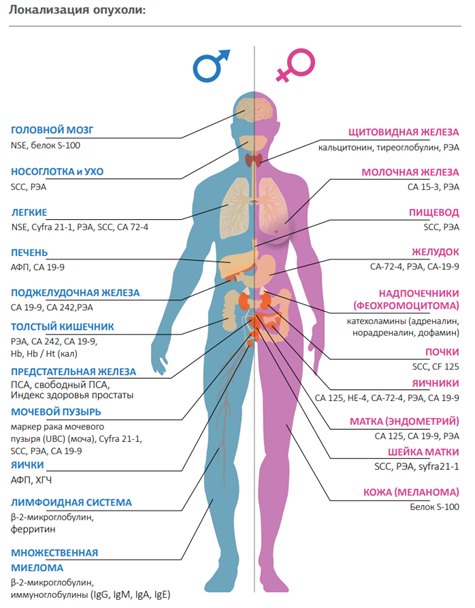 РЭА онкомаркер. He4 онкомаркер. Са-242 онкомаркер расшифровка. Таблица онкомаркеров с органами. Женщина онкомаркер профилактика