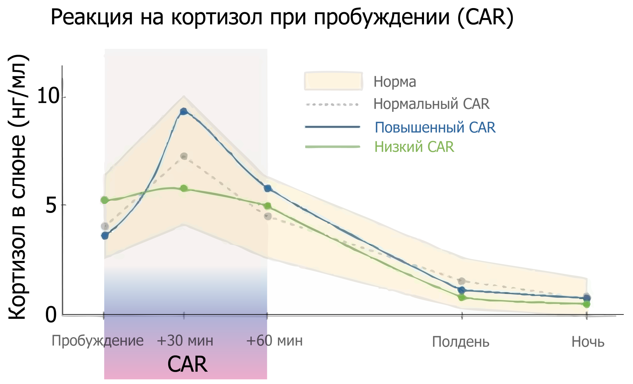 Кортизол иллюстр график.png